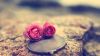 Flowers and Coins Wallpaper for Desktop and Mobiles