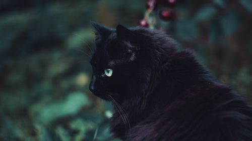 Fluffy black cat HD Wallpaper