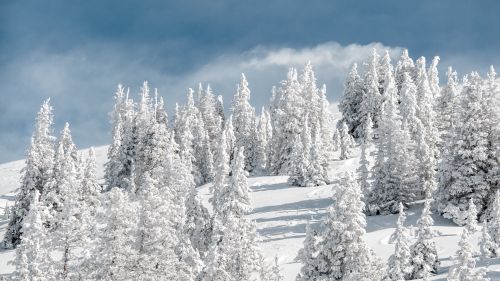 Flying over a snowy forest HD Wallpaper