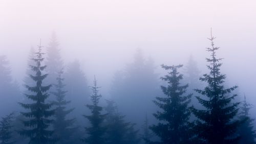 Fog covering trees HD Wallpaper