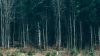 Forest in Serbia HD Wallpaper