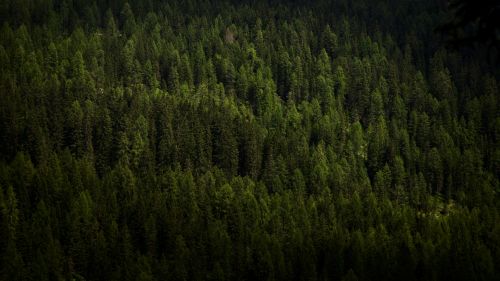 Forest trees aerial view HD Wallpaper