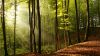 Forest trees nature HD Wallpaper available in different dimensions