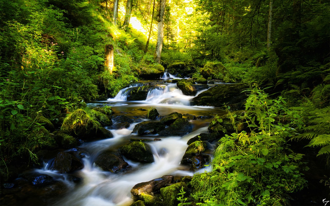 Forest Water Stream