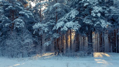 Forest winter landscape HD Wallpaper