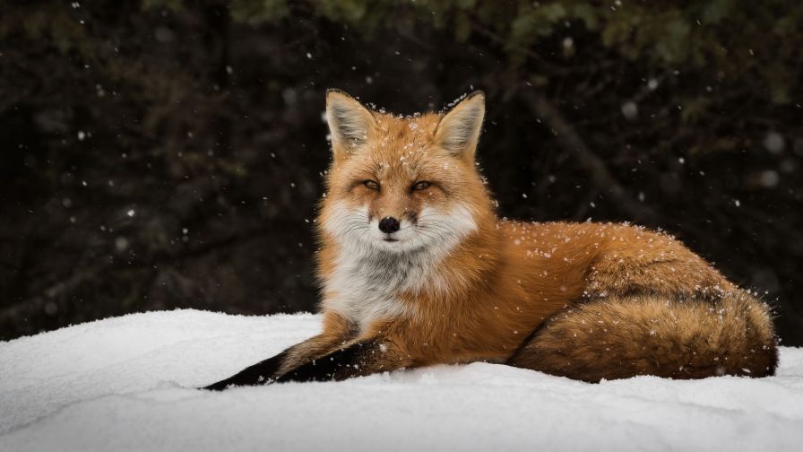 Fox Snow Forest Wallpaper for Desktop and Mobiles