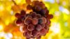 Free Download Grapes Fruit Hd Wallpaper for Desktop and Mobiles