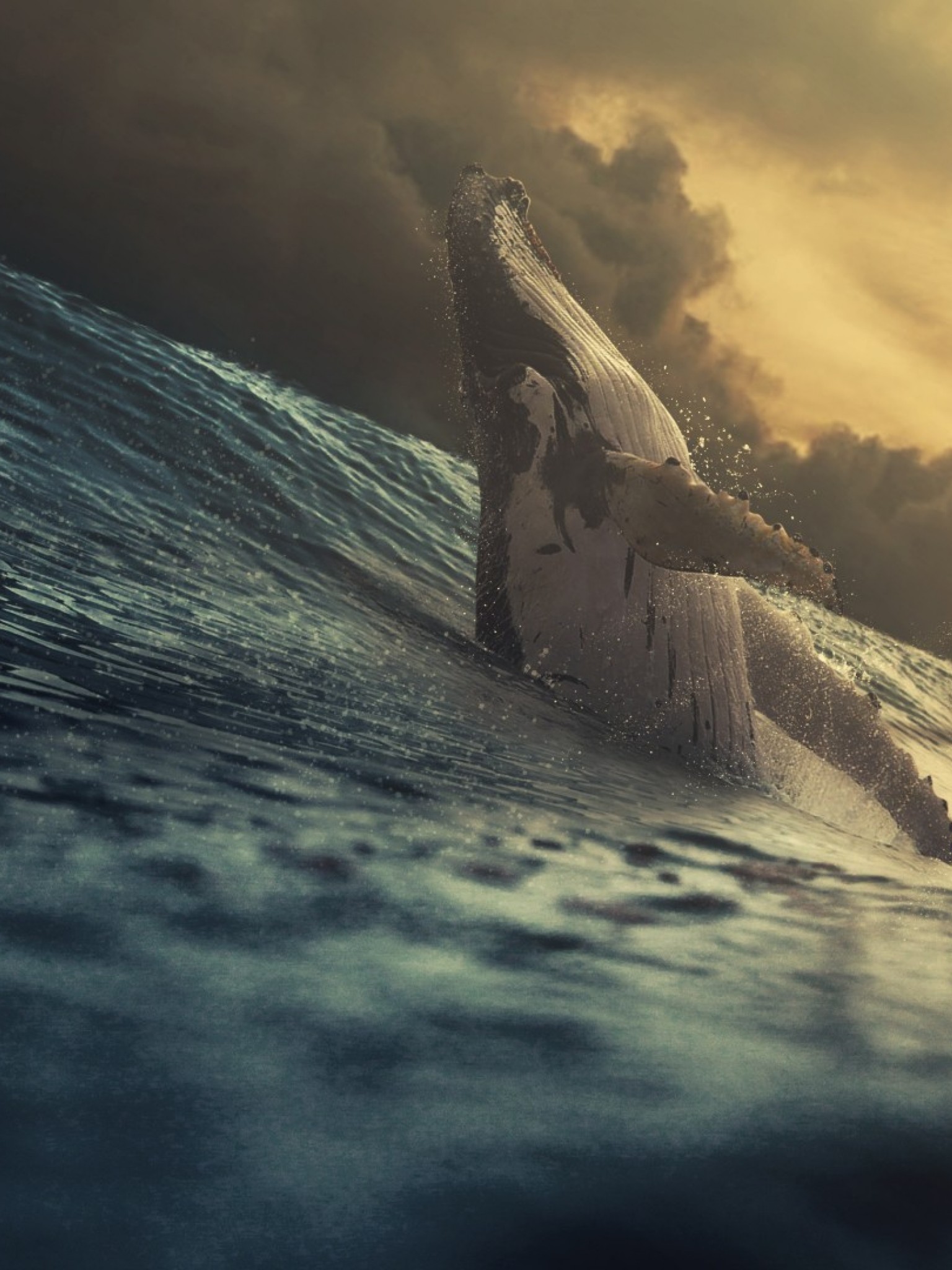 Giant whale at the ocean HD Wallpaper