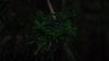 Green branch at dark HD Wallpaper