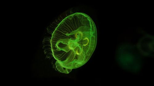 Green jellyfish HD Wallpaper