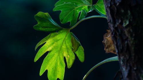 Green leaves micro image HD Wallpaper