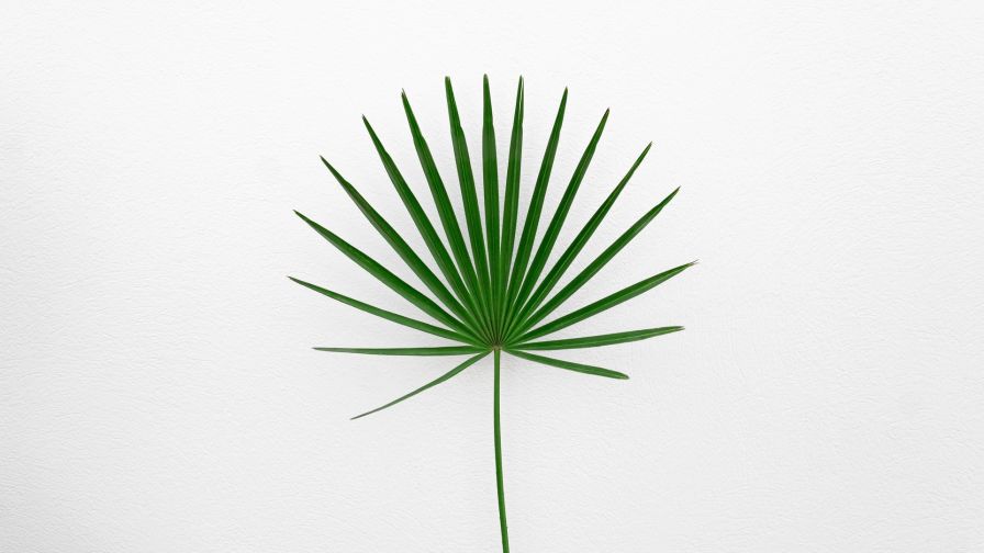 Green minimalistic plant HD Wallpaper