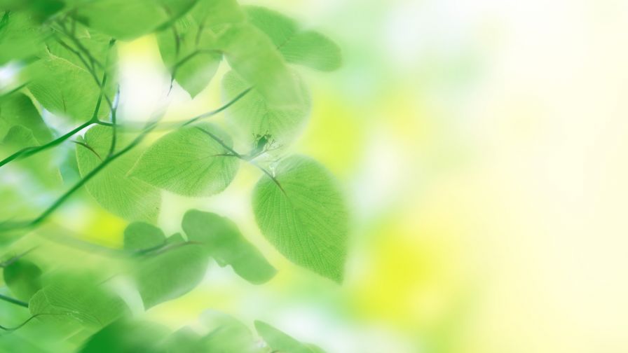 Green nature leaves HD Wallpaper