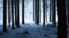 Hike on a snowy forest HD Wallpaper