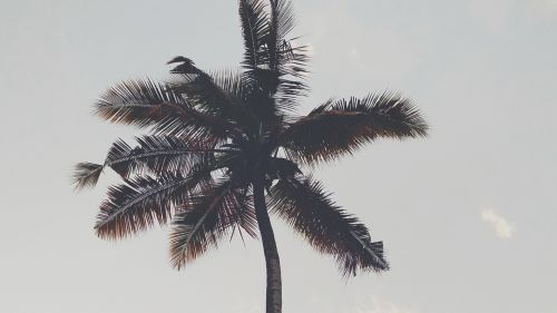 Huge palm tree HD Wallpaper