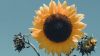 Huge sunflower HD Wallpaper