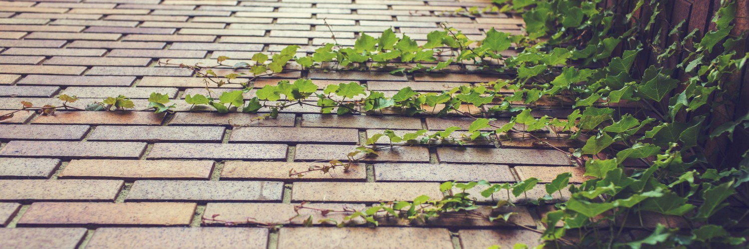 Ivy Growing on Brick Wall Full HD Wallpaper