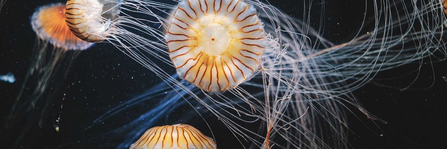 Jellyfish swimming underwater HD Wallpaper