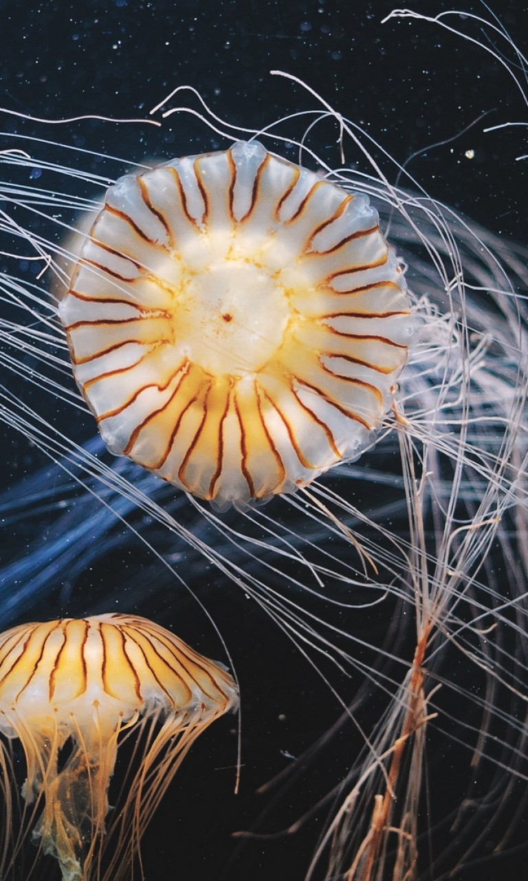 Jellyfish swimming underwater HD Wallpaper