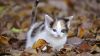 Kitten's Autumn HD Wallpaper