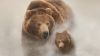 Land of the Bears HD Wallpaper