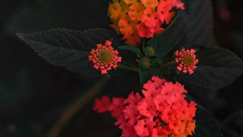 Lantana camara flower HD Wallpaper