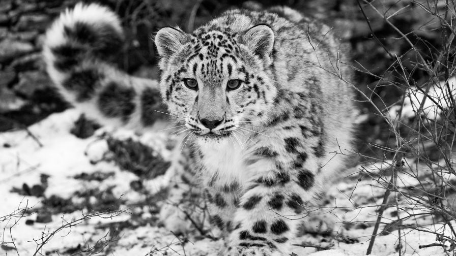 Leopard at the snow HD Wallpaper