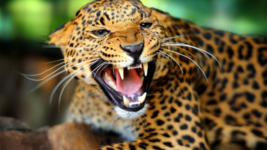 Leopard Showing Teeth Wallpaper for Desktop and Mobiles