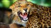Leopard Showing Teeth Wallpaper for Desktop and Mobiles