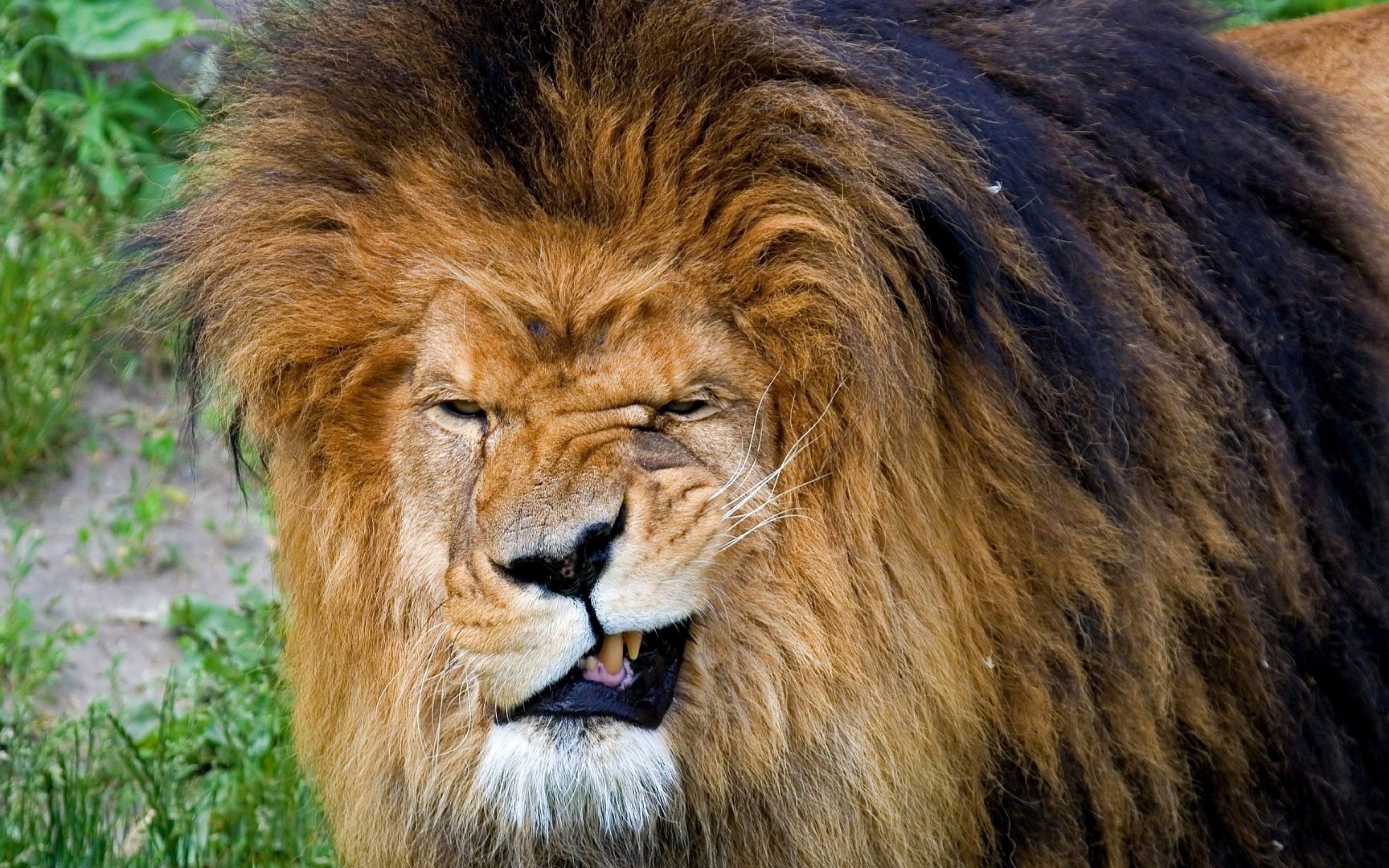Лев 15 25. Взгляд Льва. Лев улыбается. Смешной Лев. Лев фото.