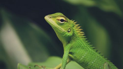 Lizard's face HD Wallpaper