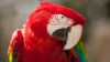 Macaw Red Green Parrot Wallpaper for Desktop and Mobiles