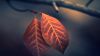 Macro Leaf HD Wallpaper