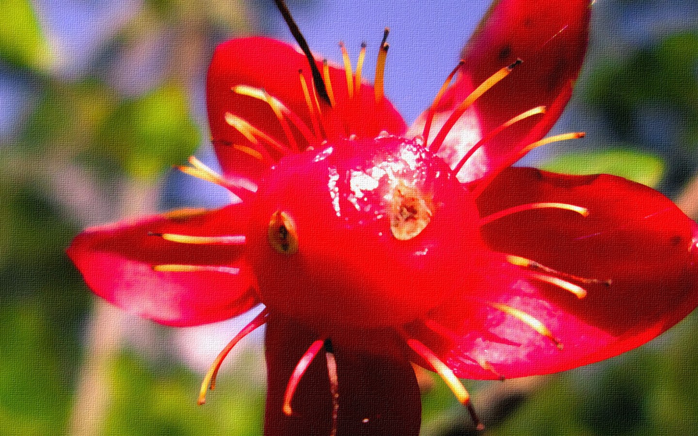 Madara Flower