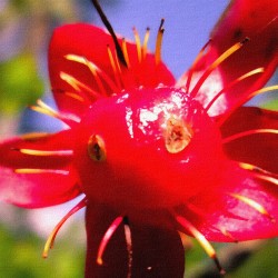 Madara Flower