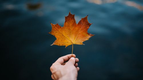Maple leaf HD Wallpaper