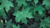 Maple leaves HD Wallpaper