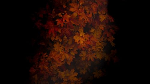 Marple leaves HD Wallpaper