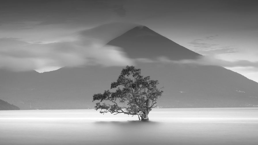 Monochrome tree image HD Wallpaper