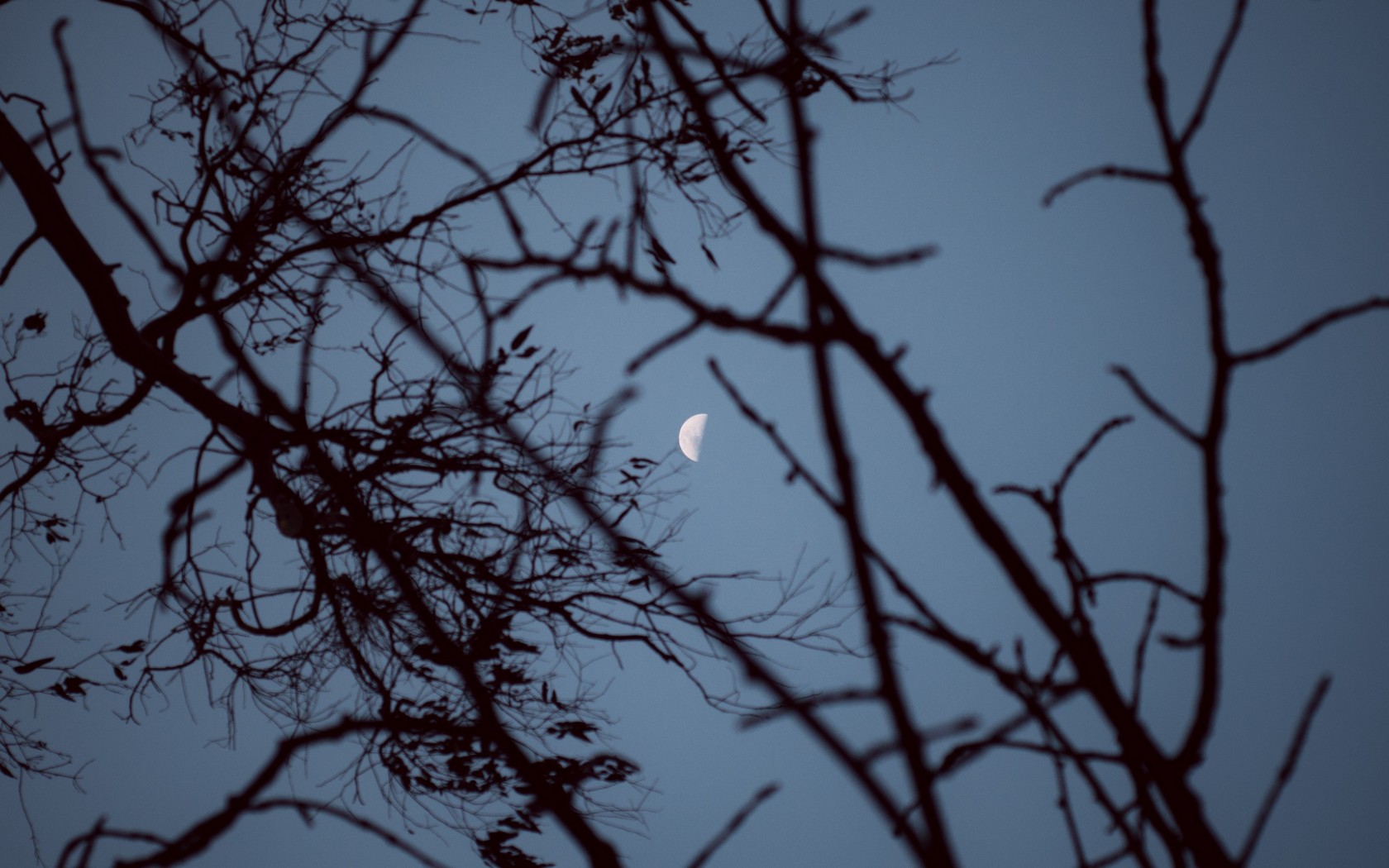 Moon covered by trees HD Wallpaper