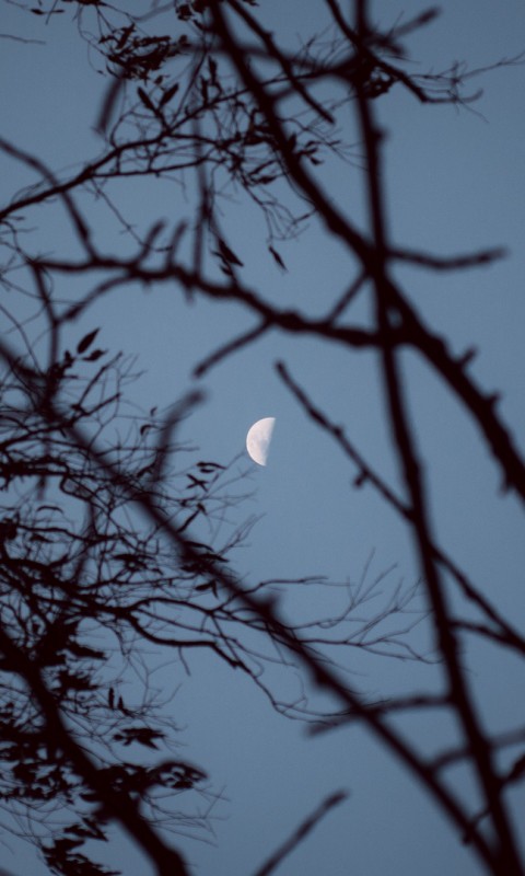Moon covered by trees HD Wallpaper