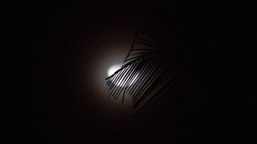Moon covered by tropical tree HD Wallpaper