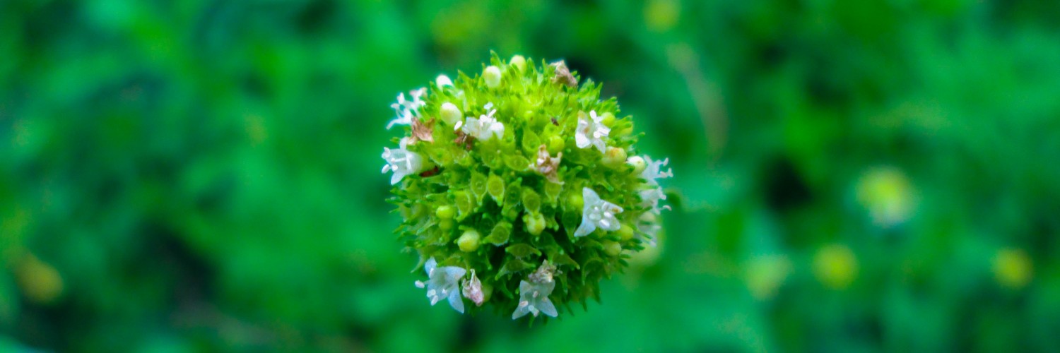 Mossy Flower