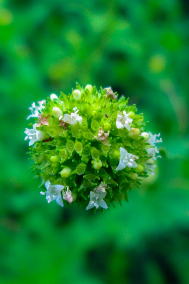 Mossy Flower