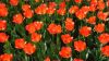 Orange Tulip Field HD Wallpaper available in different dimensions