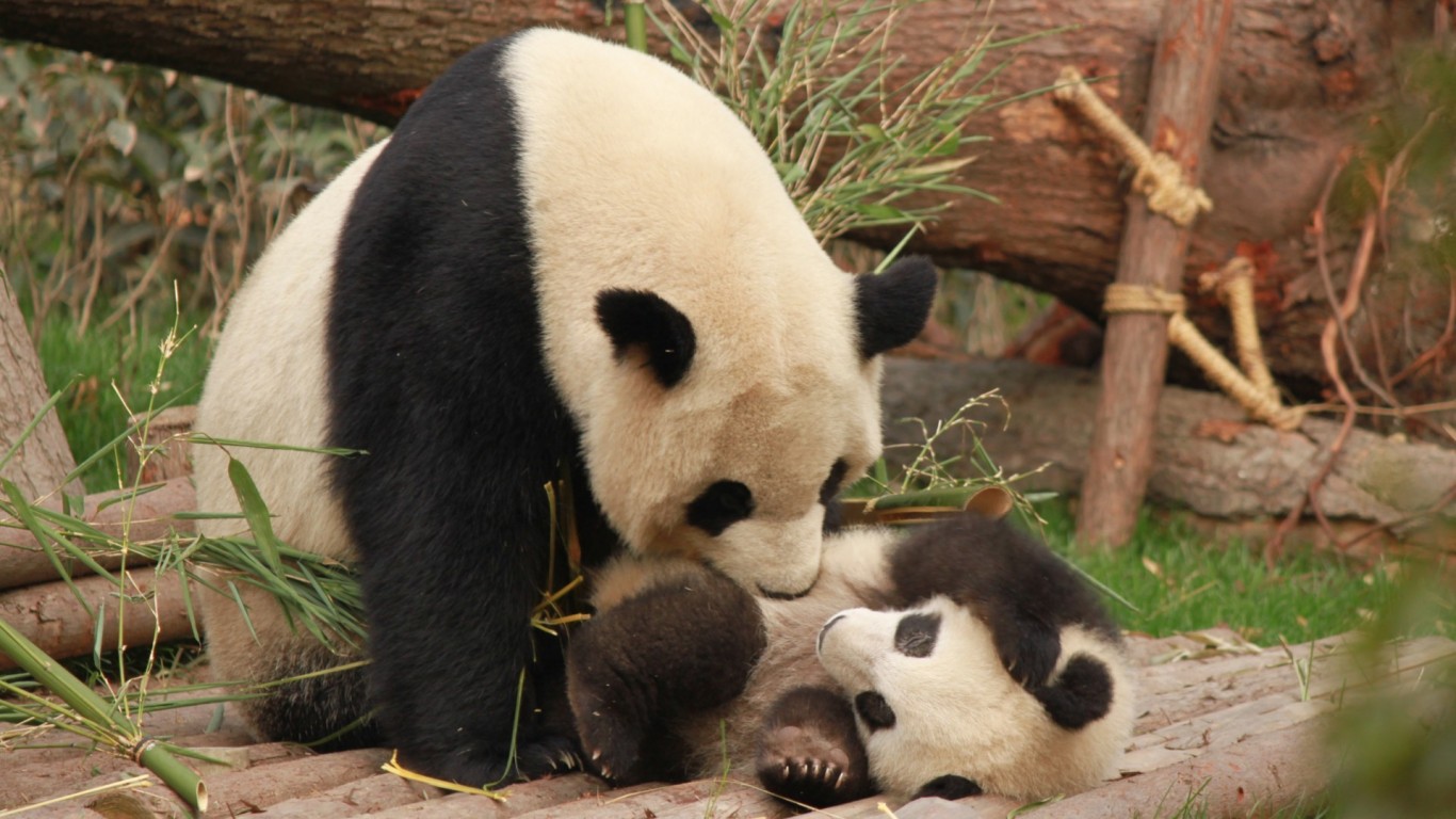 Panda family HD Wallpaper