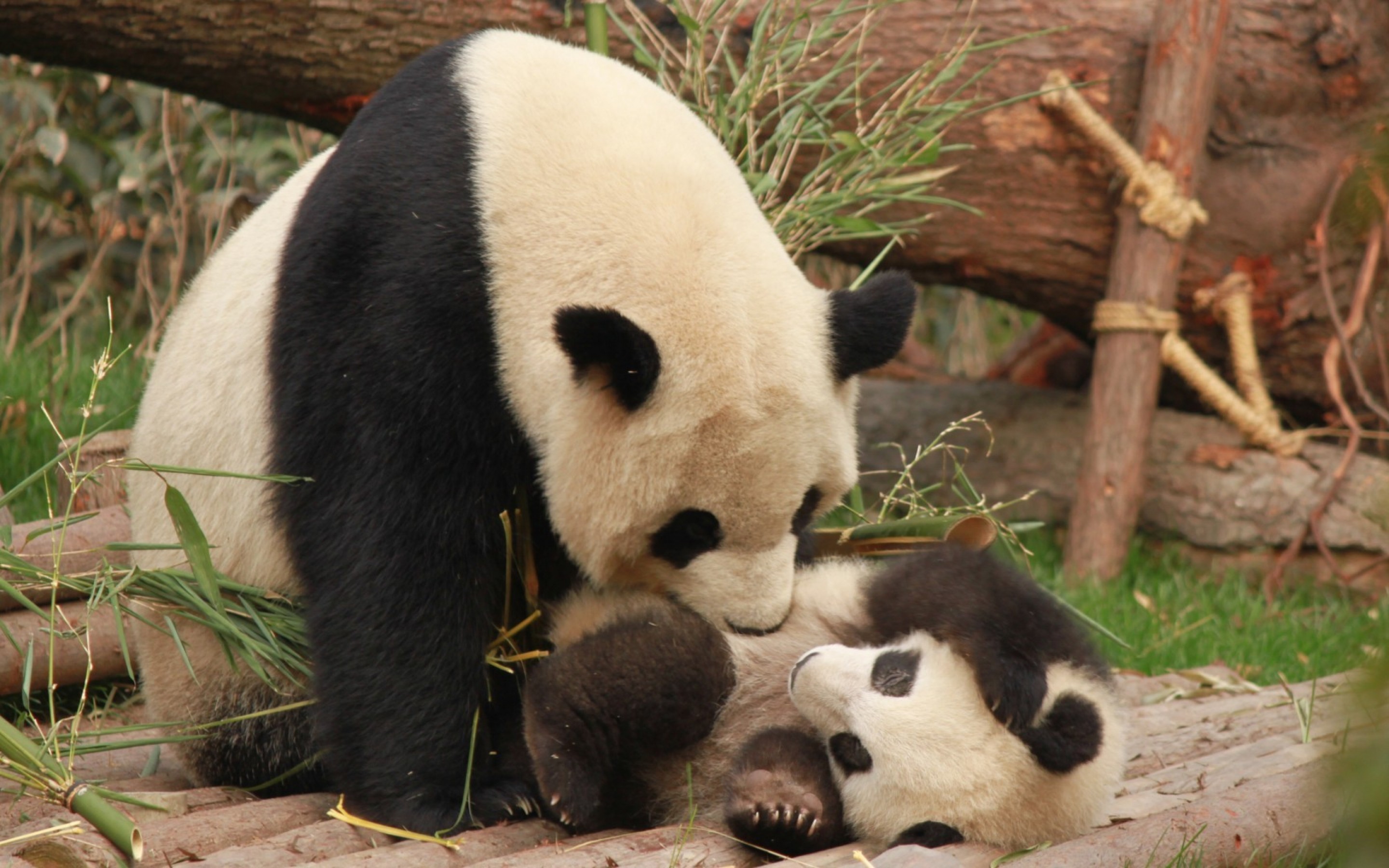 Panda family HD Wallpaper