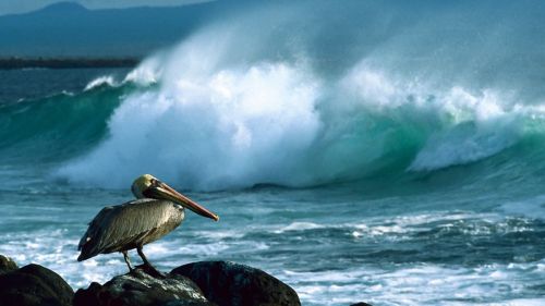 Pelican Coast HD Wallpaper