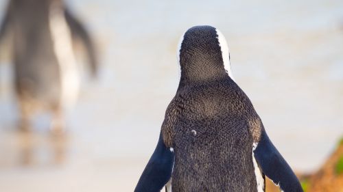 Penguin walking on a sunny day HD Wallpaper