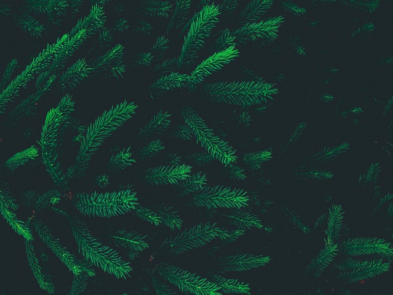 Pine needles HD Wallpaper